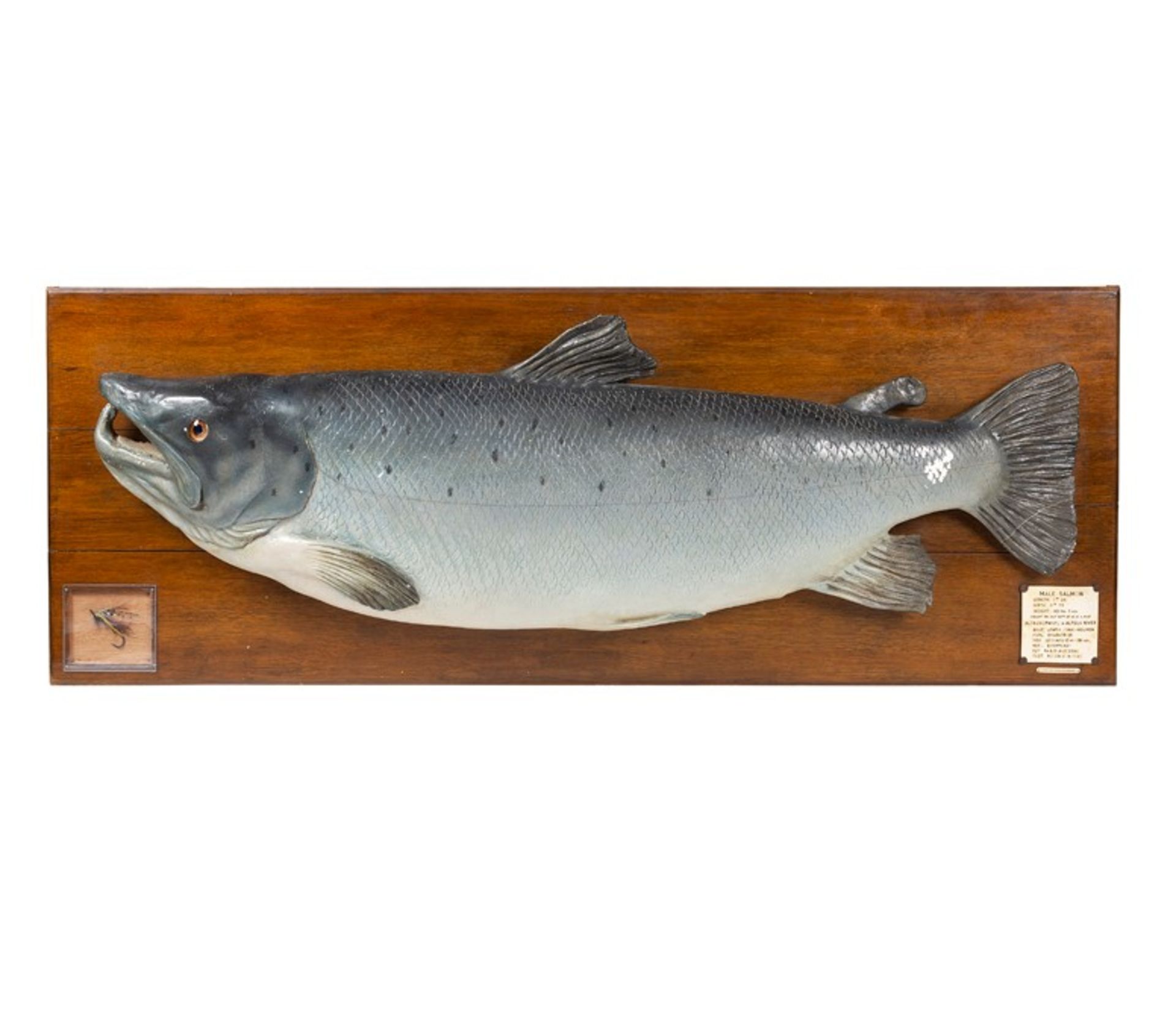 MOUNTED COMPOSITION SALMON TROPHY, ROWLAND WARD, LONDONthe fully painted composition model mounted