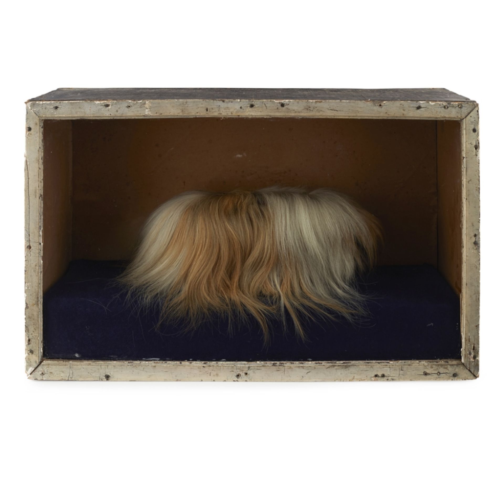 EDWARDIAN CASED TAXIDERMY ALBINO MOLEEARLY 20TH CENTURY full mount, perched on a 'mole hill' in an - Image 2 of 2