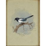 ARCHIBALD THORBURN (SCOTTISH 1860-1935)MAGPIE ON A BRANCH Signed and dated 'Dec. 31, 1908,' ink