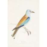 MEYER, HENRY LEONARDILLUSTRATIONS OF BRITISH BIRDS London: Longman & Co., [n.d., 1835-1841] First