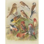 THORBURN, ARCHIBALDBRITISH BIRDS London: Longmans, Green, 1918. Fourth edition of volume 1-2,