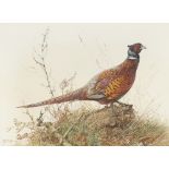 EDWIN PENNY (BRITISH 20TH CENTURY)STUDY OF A PHEASANT Signed, watercolour51cm x 71cm (20in x 28in)