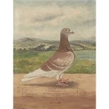 C. H. WADSWORTH (BRITISH 20TH CENTURY)A CHAMPION RACING PIGEON Signed and dated 1912, inscribed, oil