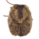 A WILD CAT MASK SPORRAN the mask sporran with folding access to pouch, with simple leather backing