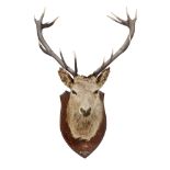 A LARGE IMPERIAL STAG'S HEAD DATED 1915 mounted on an oak shield bearing inscription E.S. WILLS/