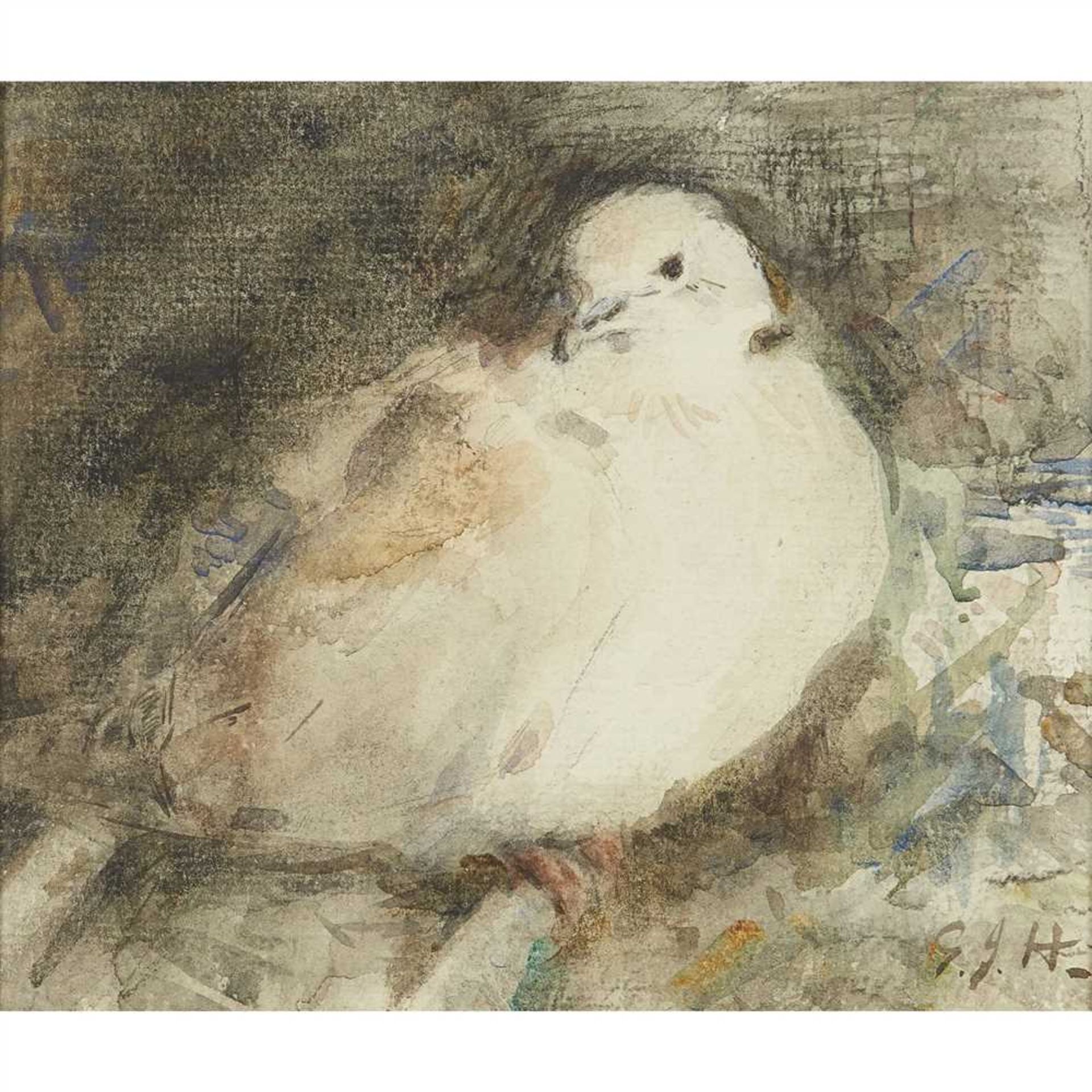 GEORGE JACKSON HUTCHISON (SCOTTISH 1896-1918) COLLARED DOVE Signed, watercolour (Dimensions: 18cm