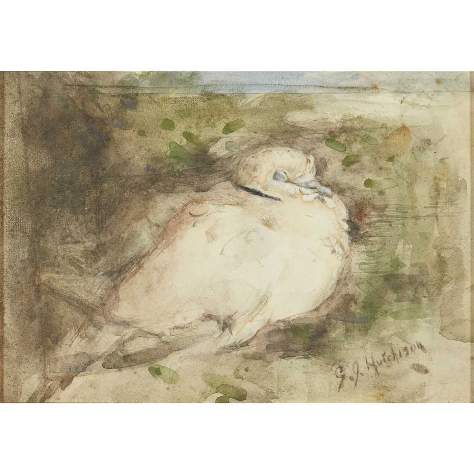 GEORGE JACKSON HUTCHISON (SCOTTISH 1896-1918) COLLARED DOVE Signed, watercolour (Dimensions: 18cm - Image 2 of 4