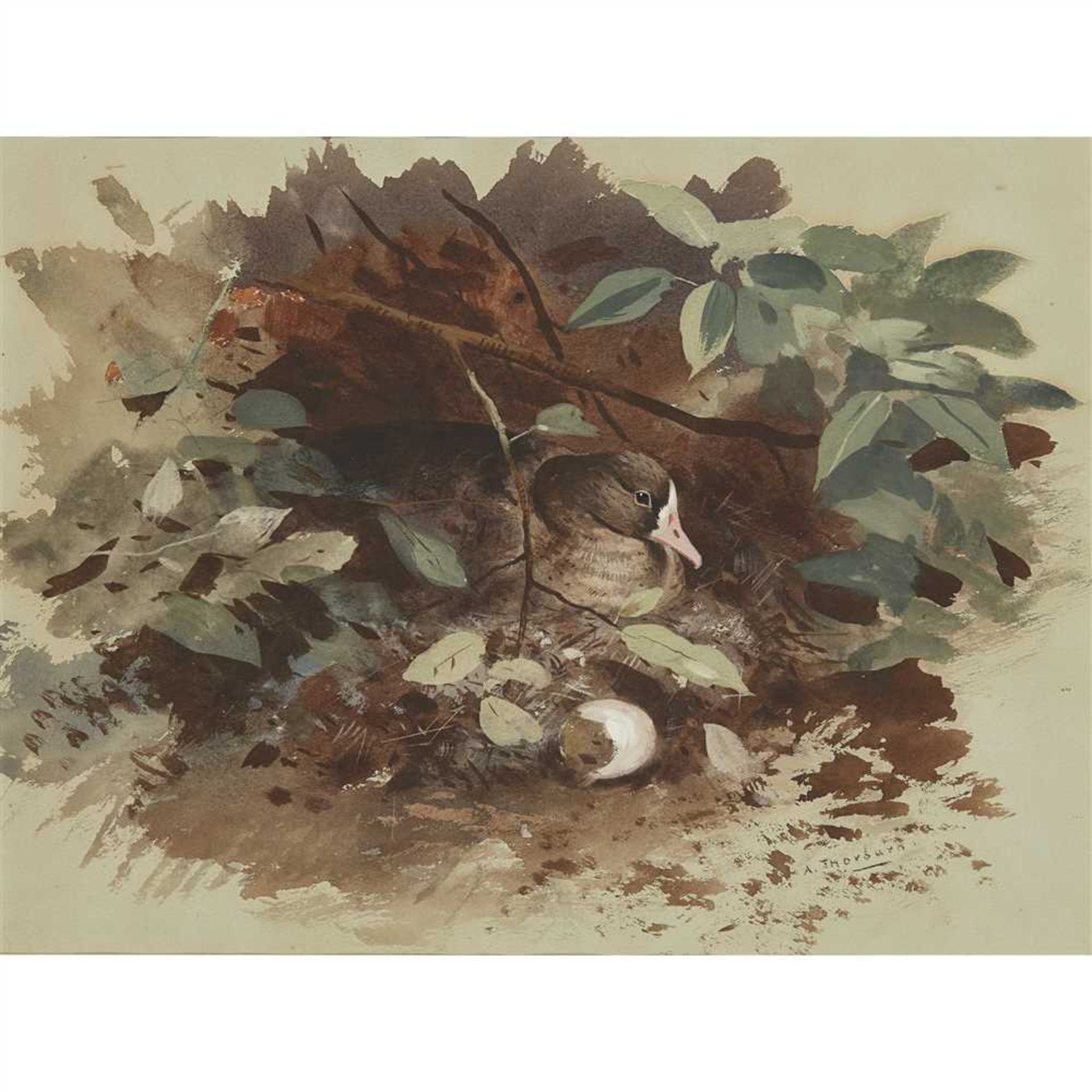 Archibald Thorburn (Scottish 1860-1935) A nesting goose