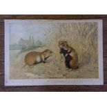 German early 20th century Two studies of squirrels and hamsters chromolithographs 38cm x 60cm (2)