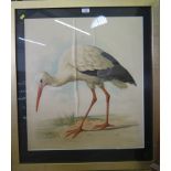 German late 19th century Study of a stork framed chromolithograph 66cm x 58cm