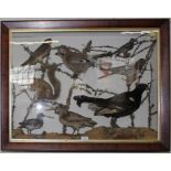 A late 19th century taxidermy group in a parcel gilt mahogany frame including a sparrow hawk, jay,