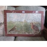 German early 20th century Study of partridges chromolithograph, mounted 34.5cm x 46.5cm