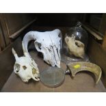 A rams horn magnifying glass, a badger skull, deer skull and ram skull and a glass bell