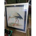 German late 19th century Study of a stork framed chromolithograph 66cm x 58cm