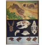 Jung, Koch & Quentell A poster of the anatomical details of the rabbit on a black background,