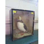 A cased taxidermy puffin, labelled verso G. Hall bird preserver Eton, shot on Caldy Island near