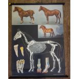 Jung, Koch & Quentell A poster of anatomical details of the horse, on a black background,