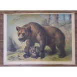 After Friedrich Specht Brown Bear and Cubs (Ursus Arctos) Chromolithograph 59cm x 81cm