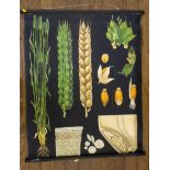 Jung, Koch & Quentell Poster study of cereal grain on a black background Chromolithograph 102cm x
