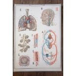 A chromolithograph poster of the human blood circulation system, 92cm x 64.5cm and another poster of