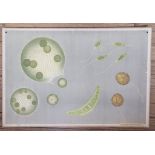 A. Pilchers Witwe & Sohn, Wien Study of cells Chromolithograph mounted on board 61cm x 90.5cm