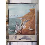 Jung-Koch-Quentell Seagulls on cliffs Poster on linen, published by Lehrmittelverlag Hagemann,