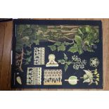 Jung-Koch-Quentell'sche Neue Wandtafeln Botanical study of Ivy Chromolithograph with linen