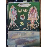 Jung-Koch-Quentell Study of Cuttlefish Poster 111cm x 82cm