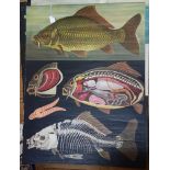 Jung-Koch-Quentell Study of the Carp Poster with card backing 110cm x 82cm