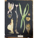 Jung-Koch-Quentell'sche Neue Wandtafeln Botanical study of Crocus (Colchium Autmnale)