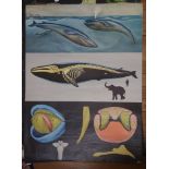 Jung-Koch- Quentell Study of the Blue Whale Poster with card backing, published by Lehrmittel-