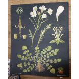 Jung-Koch-Quentell'sche Neue Wandtafeln Botanical study of Mayflower (Cardamine Pratensis)