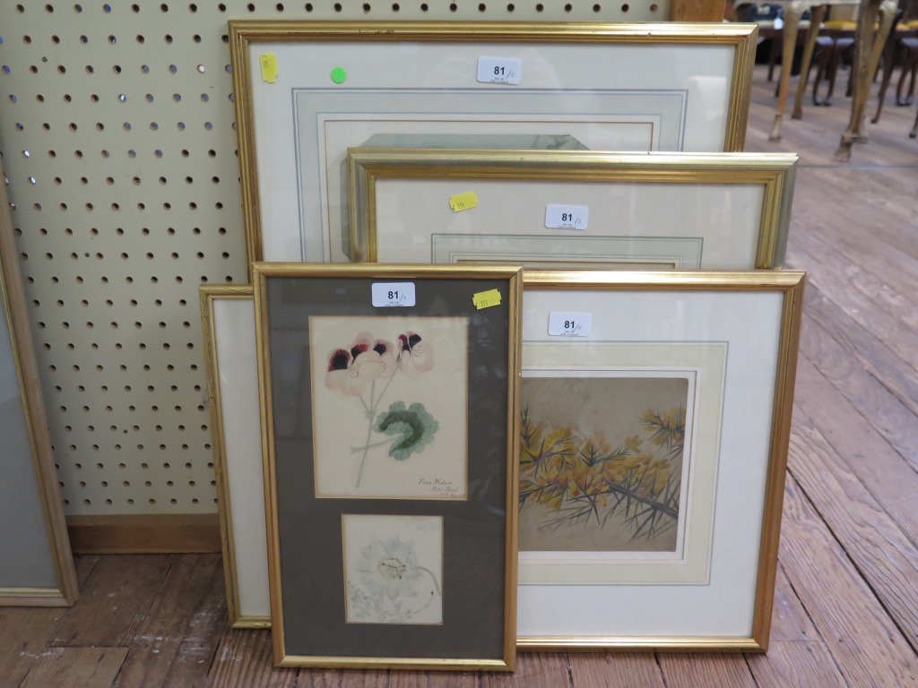 Helen Reed Flower studies watercolours dated June 1872 and four other frames of botanical studies in