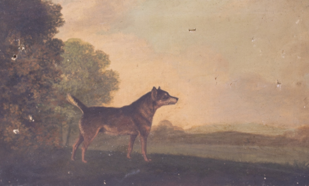 FOUR LATE 18TH / EARLY 19TH CENTURY DOG PORTRAITS oil on canvas, the largest 52cm x 36cm - Image 2 of 18