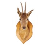 A TAXIDERMIC DEER'S HEAD mounted on an oak shield 48cm in height