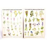 A SET OF GERMAN BOTANICAL EDUCATIONAL POSTERS printed by E.W. Ricek Druck:J.Winner, Linz, 85cm x