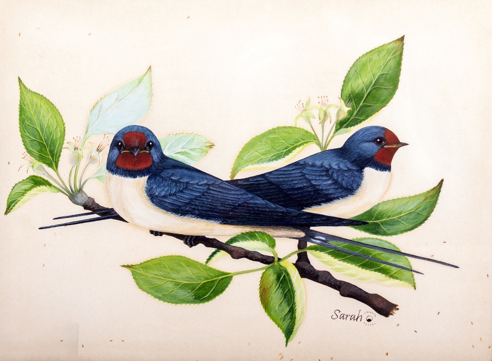SARAH MERLEN (20TH CENTURY ENGLISH SCHOOL) 'Studies of swallows' watercolour, heightened with