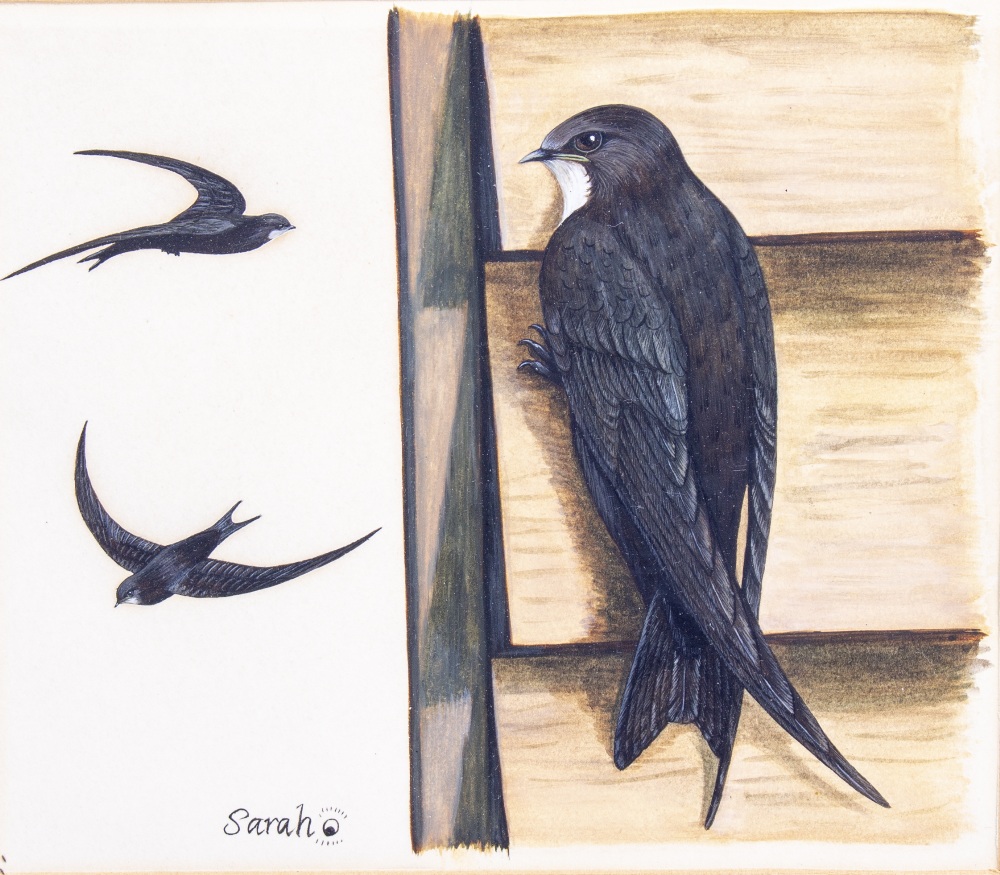 SARAH MERLEN (20TH CENTURY ENGLISH SCHOOL) 'Studies of swallows' watercolour, heightened with - Image 2 of 7