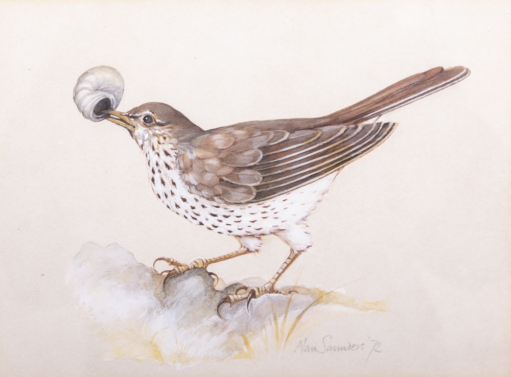 ALAN SAUNDERS (BRITISH 20TH CENTURY SCHOOL) 'Song Thrush', watercolour on paper, signed in pencil