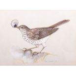 ALAN SAUNDERS (BRITISH 20TH CENTURY SCHOOL) 'Song Thrush', watercolour on paper, signed in pencil