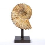 A FOSSILISED AMMONITE mounted on a black painted base, the ammonite 14cm diameter and standing