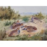 ROBERT W MILLIKEN (1920-2014) A partridge nesting amongst gorse, watercolour, signed in pen, 37cm