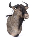 A TAXIDERMIC HORNS, HEAD AND SHOULDER MOUNT OF A BLACK WILDEBEEST 60cm wide at the horns x 80cm