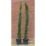 A PAIR OF CYPRESS TREES each approximately 330cm high overall