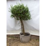 AN OLIVE TREE approximately 160cm high overall