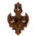 FIVE ANTELOPE HORNS mounted on an oak shield, the shield 47cm wide x 74cm high