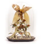 A VICTORIAN GROUP OF TAXIDERMIC TROPICAL BIRDS to include a Greater Bird of Paradise and