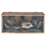 A 19TH CENTURY TAXIDERMIC GROUP to include five snipe and a mallard, all in a paper covered glazed