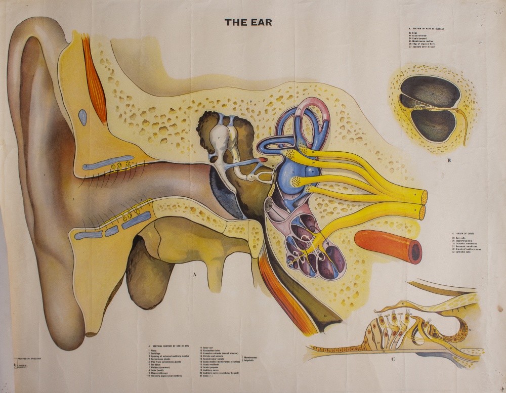 A BRITISH MID 20TH CENTURY EDUCATIONAL POSTER depicting a section through the human ear, printed