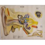 A BRITISH MID 20TH CENTURY EDUCATIONAL POSTER depicting a section through the human ear, printed